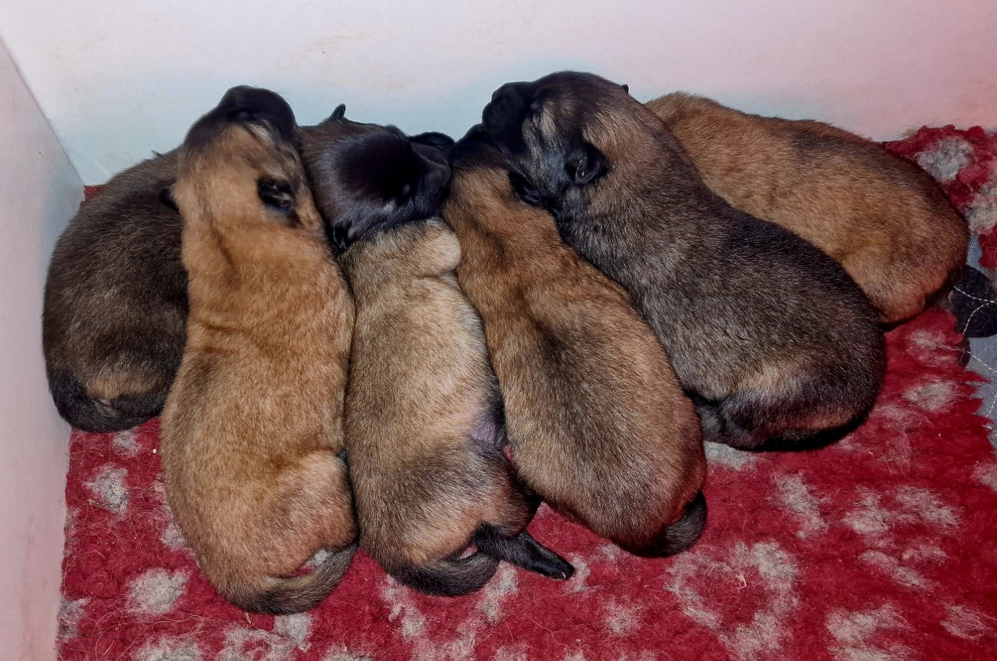 Carole Level - Chiots disponibles - Eurasier