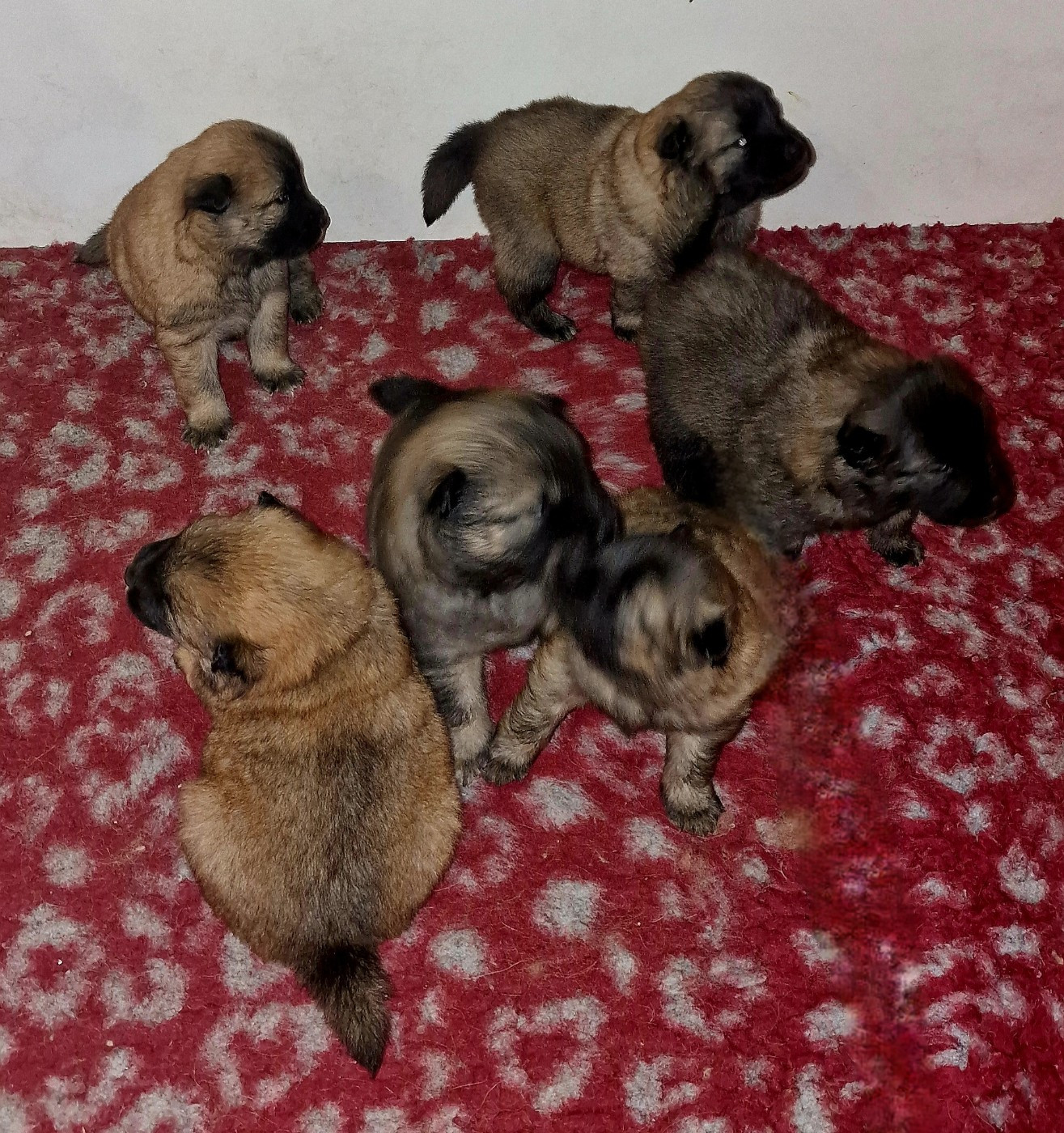 Carole Level - Chiots disponibles - Eurasier