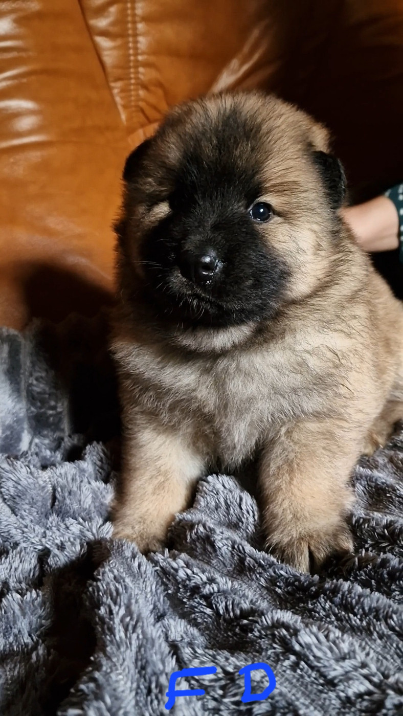 Carole Level - Chiots disponibles - Eurasier