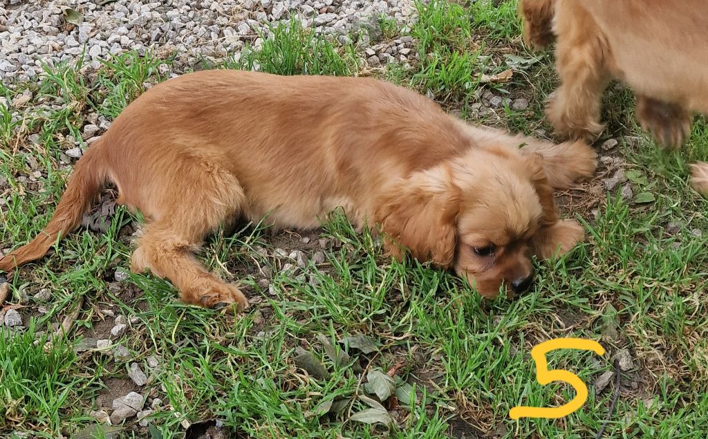 Carole Level - Chiots disponibles - Cavalier King Charles Spaniel