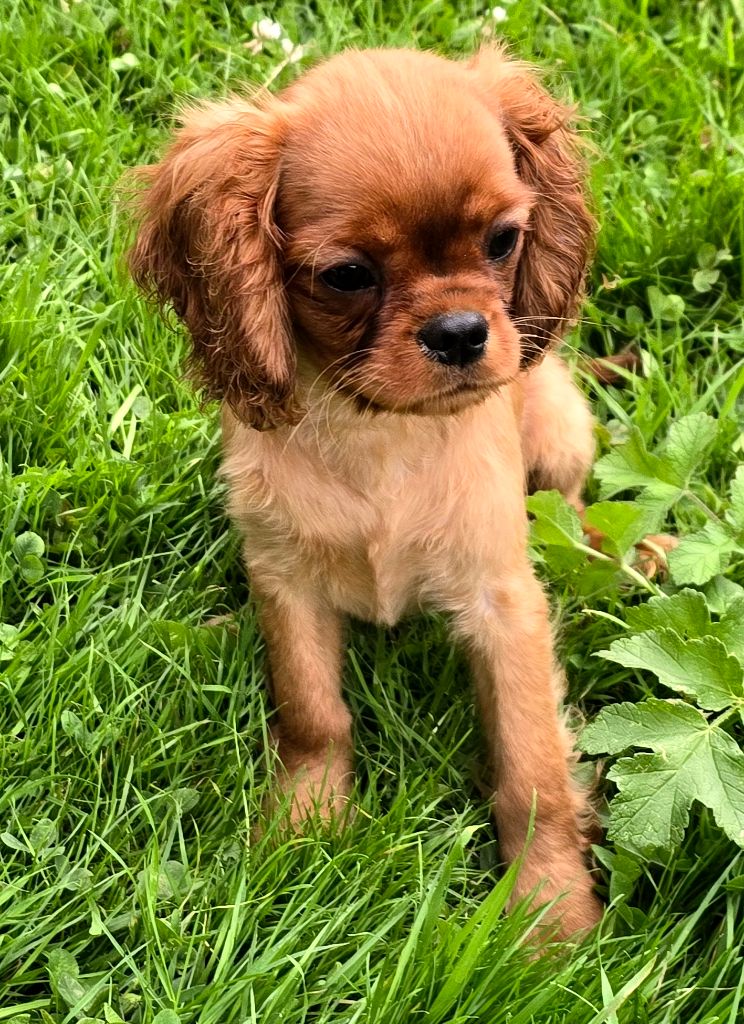 Carole Level - Chiots disponibles - Cavalier King Charles Spaniel