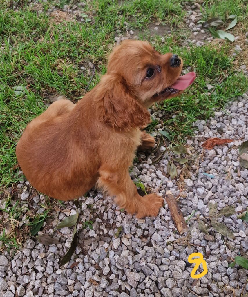 Carole Level - Chiots disponibles - Cavalier King Charles Spaniel